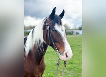 Tennessee walking horse, Hongre, 7 Ans, 152 cm, Bai cerise