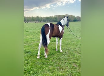 Tennessee walking horse, Hongre, 7 Ans, 152 cm, Bai cerise