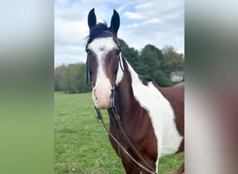 Tennessee walking horse, Hongre, 7 Ans, 152 cm, Bai cerise