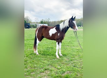 Tennessee walking horse, Hongre, 7 Ans, 152 cm, Bai cerise