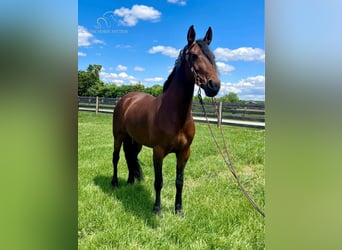 Tennessee walking horse, Hongre, 7 Ans, 152 cm, Bai cerise