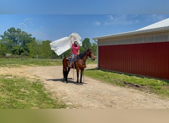 Tennessee walking horse, Hongre, 7 Ans, 152 cm, Bai cerise