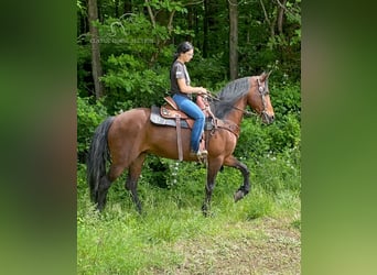 Tennessee walking horse, Hongre, 7 Ans, 152 cm, Bai cerise