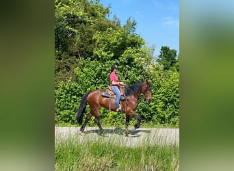 Tennessee walking horse, Hongre, 7 Ans, 152 cm, Bai cerise