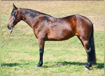 Tennessee walking horse, Hongre, 7 Ans, 152 cm, Bai cerise