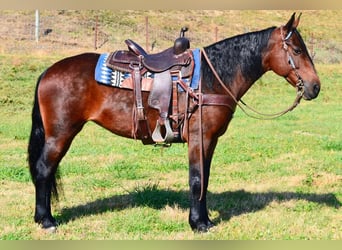 Tennessee walking horse, Hongre, 7 Ans, 152 cm, Bai cerise