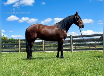 Tennessee walking horse, Hongre, 7 Ans, 152 cm, Bai cerise