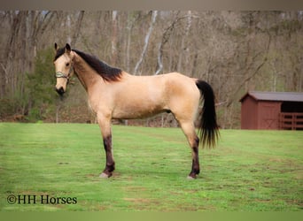 Tennessee walking horse, Hongre, 7 Ans, 152 cm, Buckskin