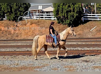 Tennessee walking horse, Hongre, 7 Ans, 152 cm, Palomino