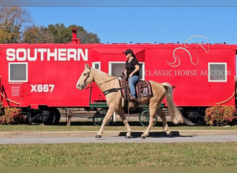 Tennessee walking horse, Hongre, 7 Ans, 152 cm, Palomino