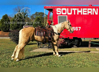 Tennessee walking horse, Hongre, 7 Ans, 152 cm, Palomino