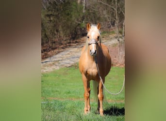 Tennessee walking horse, Hongre, 7 Ans, 152 cm, Palomino