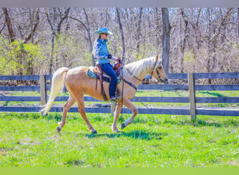 Tennessee walking horse, Hongre, 7 Ans, 152 cm, Palomino