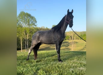 Tennessee walking horse, Hongre, 7 Ans, 152 cm, Rouan Bleu