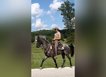 Tennessee walking horse, Hongre, 7 Ans, 152 cm, Rouan Bleu