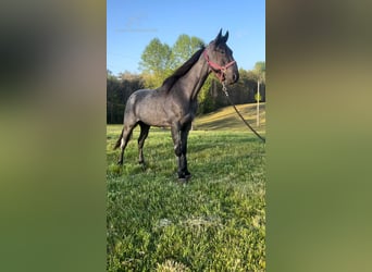 Tennessee walking horse, Hongre, 7 Ans, 152 cm, Rouan Bleu