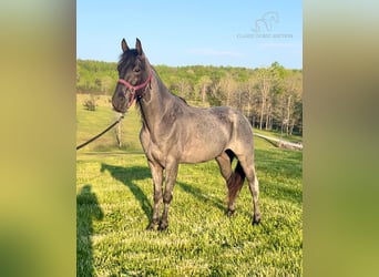 Tennessee walking horse, Hongre, 7 Ans, 152 cm, Rouan Bleu