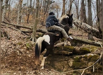 Tennessee walking horse, Hongre, 7 Ans, 152 cm, Tobiano-toutes couleurs