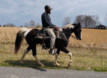 Tennessee walking horse, Hongre, 7 Ans, 152 cm, Tobiano-toutes couleurs