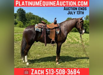 Tennessee walking horse, Hongre, 7 Ans, 155 cm, Alezan brûlé