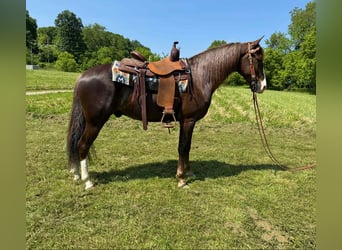 Tennessee walking horse, Hongre, 7 Ans, 155 cm, Alezan brûlé