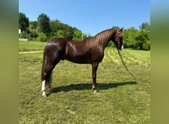 Tennessee walking horse, Hongre, 7 Ans, 155 cm, Alezan brûlé