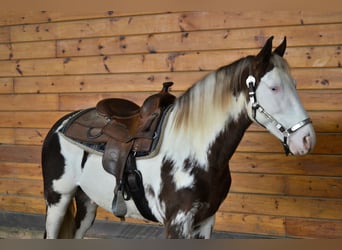 Tennessee walking horse, Hongre, 7 Ans, 155 cm, Overo-toutes couleurs