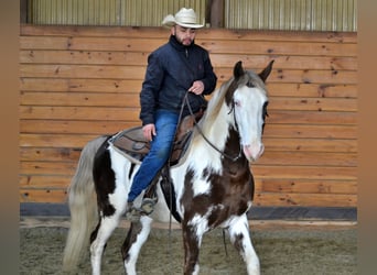 Tennessee walking horse, Hongre, 7 Ans, 155 cm, Overo-toutes couleurs