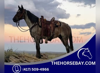 Tennessee walking horse, Hongre, 7 Ans, 155 cm, Rouan Bleu