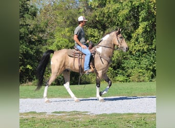 Tennessee walking horse, Hongre, 7 Ans, 160 cm, Tobiano-toutes couleurs