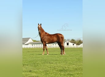 Tennessee walking horse, Hongre, 7 Ans, 163 cm, Alezan brûlé