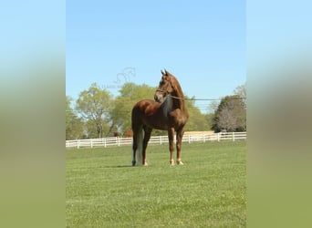 Tennessee walking horse, Hongre, 7 Ans, 163 cm, Alezan brûlé