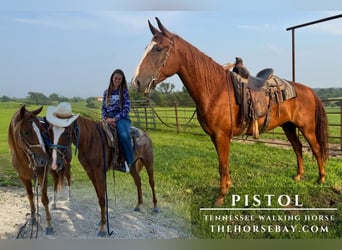 Tennessee walking horse, Hongre, 7 Ans, 163 cm, Alezan cuivré