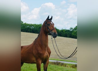 Tennessee walking horse, Hongre, 7 Ans, 163 cm, Bai cerise