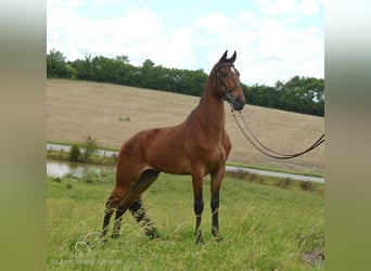 Tennessee walking horse, Hongre, 7 Ans, 163 cm, Bai cerise