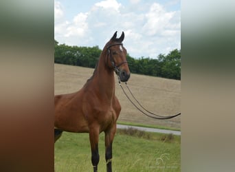 Tennessee walking horse, Hongre, 7 Ans, 163 cm, Bai cerise