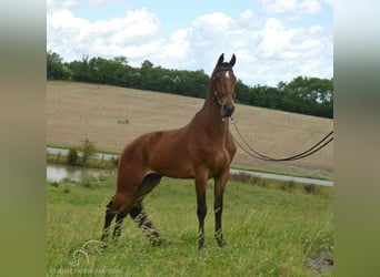 Tennessee walking horse, Hongre, 7 Ans, 163 cm, Bai cerise