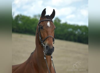 Tennessee walking horse, Hongre, 7 Ans, 163 cm, Bai cerise