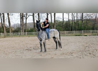 Tennessee walking horse, Hongre, 7 Ans, 163 cm, Rouan Bleu
