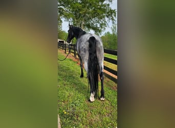 Tennessee walking horse, Hongre, 7 Ans, 163 cm, Rouan Bleu