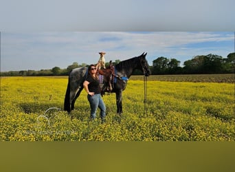 Tennessee walking horse, Hongre, 7 Ans, 163 cm, Rouan Bleu