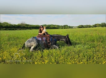 Tennessee walking horse, Hongre, 7 Ans, 163 cm, Rouan Bleu