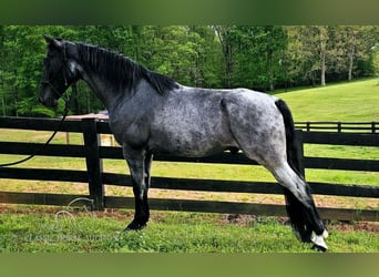 Tennessee walking horse, Hongre, 7 Ans, 163 cm, Rouan Bleu