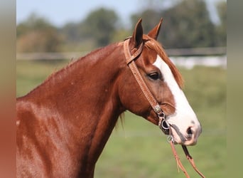 Tennessee walking horse, Hongre, 7 Ans, Alezan brûlé
