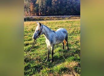 Tennessee walking horse, Hongre, 7 Ans, Gris
