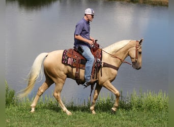 Tennessee walking horse, Hongre, 7 Ans, Palomino