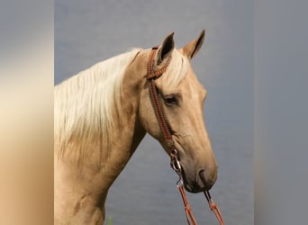 Tennessee walking horse, Hongre, 7 Ans, Palomino