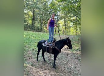 Tennessee walking horse, Hongre, 8 Ans, 132 cm, Noir