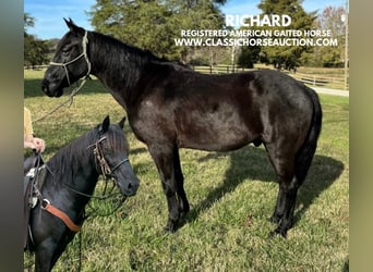 Tennessee walking horse, Hongre, 8 Ans, 132 cm, Noir