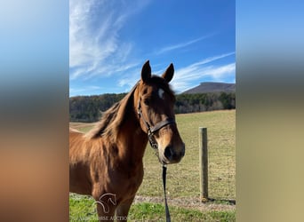 Tennessee walking horse, Hongre, 8 Ans, 142 cm, Alezan cuivré